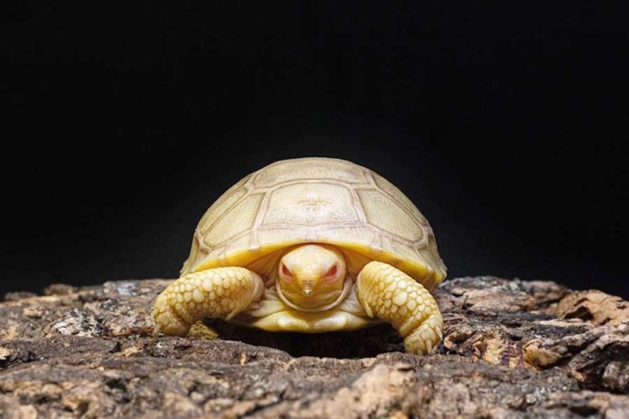 ¡Que belleza! Celebran el nacimiento de la primera tortuga albina de Galápagos