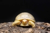 ¡Que belleza! Celebran el nacimiento de la primera tortuga albina de Galápagos