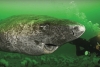 Hallan un tiburón de 512 años de edad