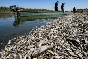 Sequía en Irak deja miles de peces muertos a orillas de un río