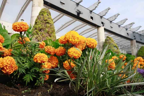 Toluca se pinta de naranja para esperar el Día de Muertos