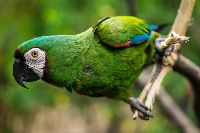 ¡Increible! Logran reproducción de especie en peligro de extinción en Ecatepec