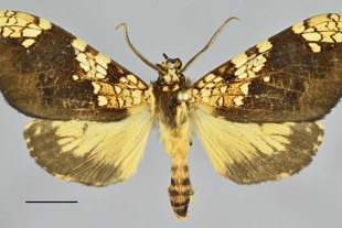 Descubrieron una nueva especie de mariposa en el Santuario Histórico