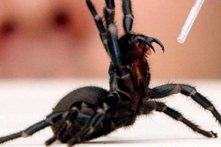 Zoológico de Australia adquiere araña de embudo gigante, la más letal del planeta