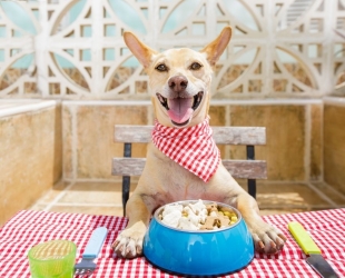 ¿Qué prefieren los perros, la comida o los juguetes? La ciencia responde