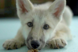 ¡Histórico! Nace en China el primer ejemplar clonado de lobo ártico