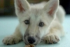 ¡Histórico! Nace en China el primer ejemplar clonado de lobo ártico