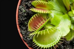 Esta planta carnívora produce su propio campo magnético