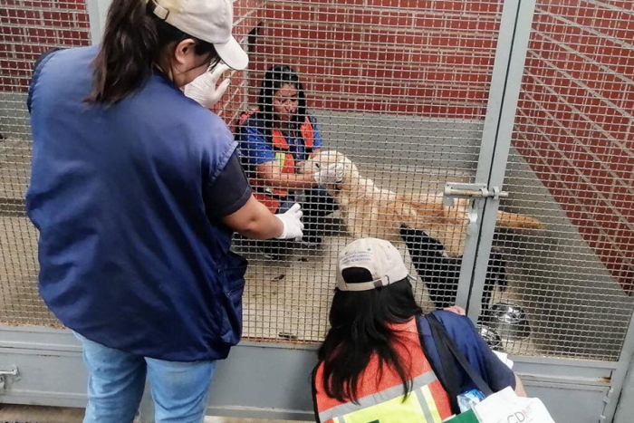 Rescatan a más de 70 perritos en la CDMX