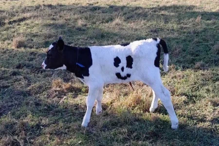 ¡Final feliz! Ternero nace con una carita sonriente y se salva del matadero