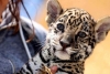 Lanzan convocatoria para elegir nombre de cachorra jaguar en Tlaxcala