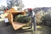 ¡Atención! Probosque anuncia campaña de reciclaje para árboles navideños naturales