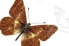 Andinoia: Identifican un nuevo género de mariposa de los Andes