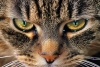 Gatos imitadores: Mininos copian los gestos de sus compañeros para mejorar la convivencia