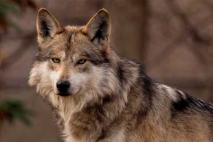 ¡Bienvenidos! Nace camada de lobo gris mexicano en Tenancingo