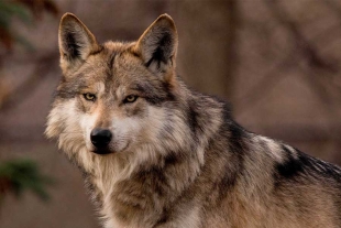 ¡Bienvenidos! Nace camada de lobo gris mexicano en Tenancingo