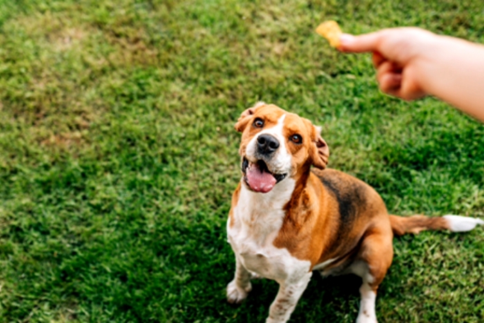 En total, el estudio enumeró 16 palabras o frases más populares entre los perros. 