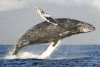 Riviera Nayarit se prepara para una nueva temporada de avistamiento de ballenas