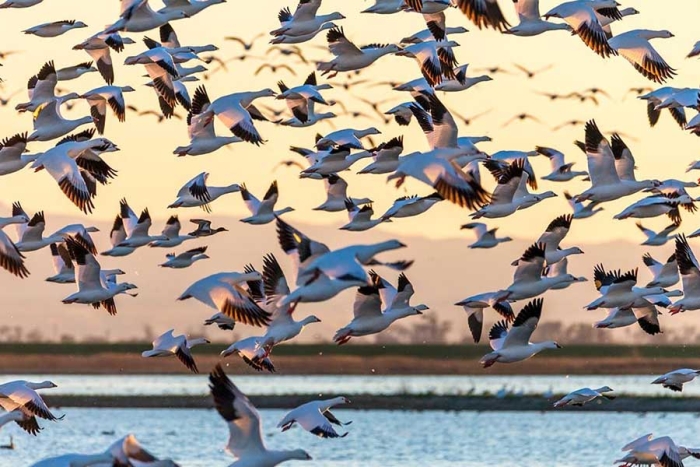 Aún tenemos la oportunidad de reducir las presiones que enfrentan las especies migratorias,