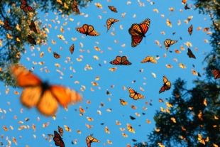 Mariposas y abejas al borde de la extinción