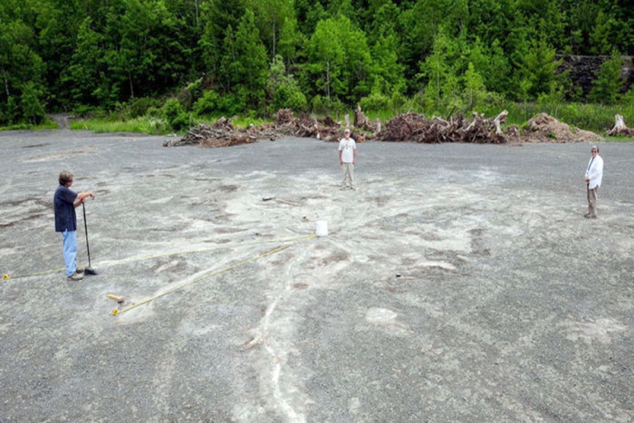 Encuentran el bosque fosilizado más antiguo del mundo