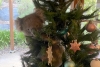 Simpático koala sorprende a una familia al trepar a su árbol de Navidad