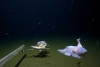 Pez es filmado a 8,336 metros de profundidad, el registro más profundo hasta la fecha