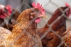 Reporta China el primer contagio humano de gripe aviar H10N3