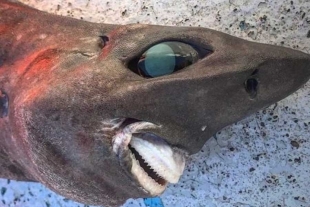 ¡Aterrador! Pescadores hallan extraño tiburón con una inquietante sonrisa