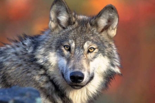 Los autores del artículo revisaron 96 investigaciones ecológicas realizadas entre 1995 y 2021