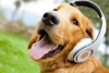 ¿Te gustan las mascotas? Te recomendamos 5 podcast que debes escuchar