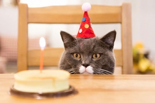 ¿Por qué se celebró dos veces el día del gato esta semana?