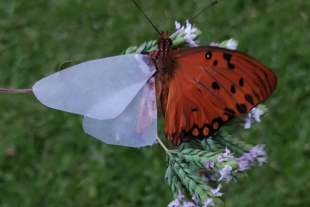 Mariposa con una prótesis en ala