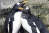 Pareja de pingüinos hembra adoptan huevo y se convierten en madres