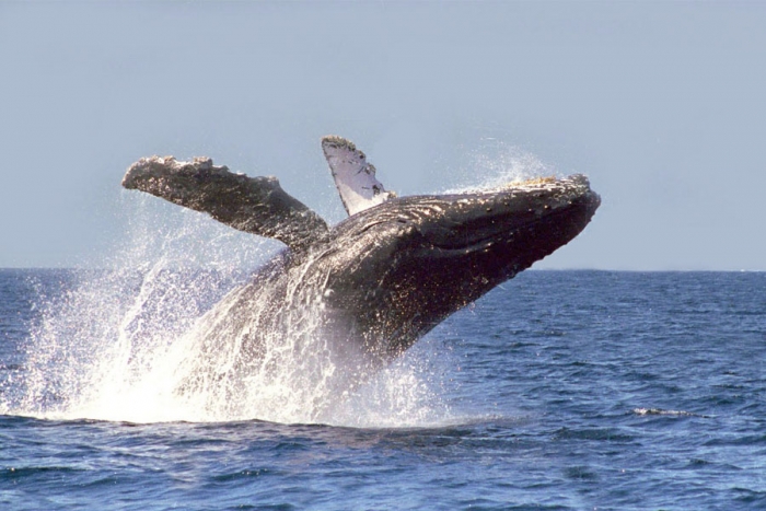 Arriba ballena gris a Reserva de la Biósfera El Vizcaíno