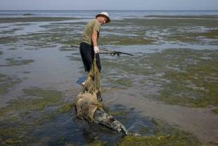 ¡Aterrador! Más de 5 mil delfines han muerto a causa de la invasión rusa en Ucrania