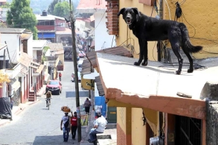 Hasta cuatro años de cárcel por dejar a los perros en las azoteas en el Estado de México