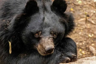 La FWC argumentó que resulta necesario controlar el crecimiento de la población de osos negros en Florida