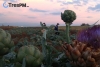 Productores de alcachofa en Toluca