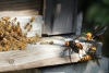 Las abejas son capaces de utilizar herramientas para defenderse de los avispones