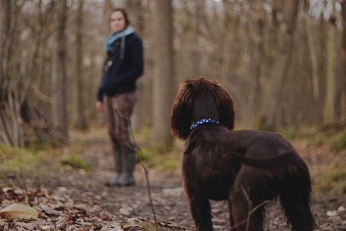 ¿los perros hacen sus necesidades apuntando al norte? Esto dice la ciencia