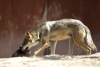 Pareja de lobos mexicanos en extinción vivirá en rancho de magnate