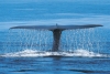 Descubren un grupo desconocido de ballenas azules