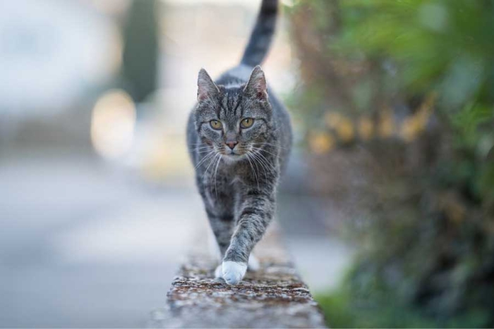 Menos mal; en Nueva Zelanda, cancelan concurso infantil de cazar gatos salvajes