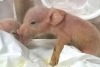 Crean el primer cerdo-mono en China
