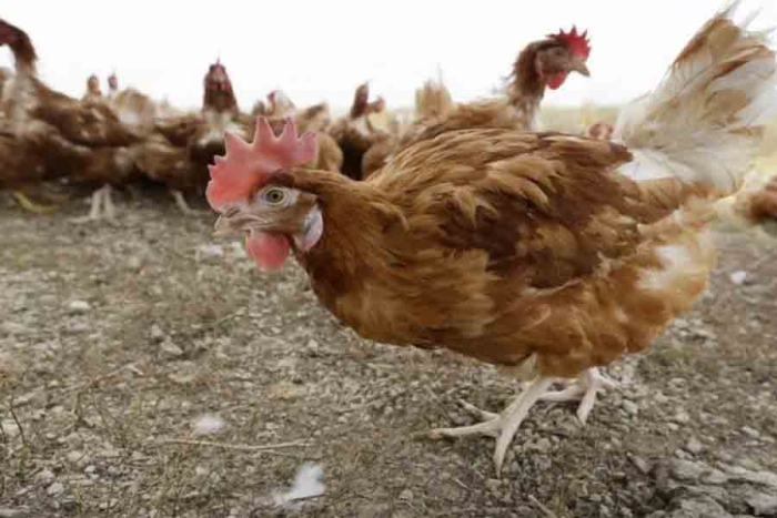 Detectan cepa H5N1 de gripe aviar en granja de Montemorelos, NL