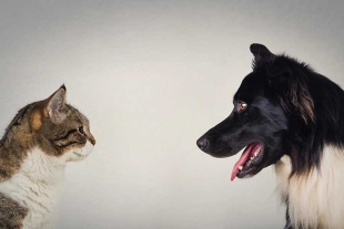 ¿Quiénes son más inteligentes, los perros o los gatos? Nuevo estudio reabre debate