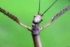 Con 44 gramos, descubren el insecto más pesado de Australia