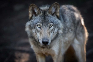 Se descubrió que los lobos grises del área “mutaron”