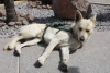 “Comandante coyote”: conoce la historia del perrito que se convirtió en policía de San Luis Potosí
